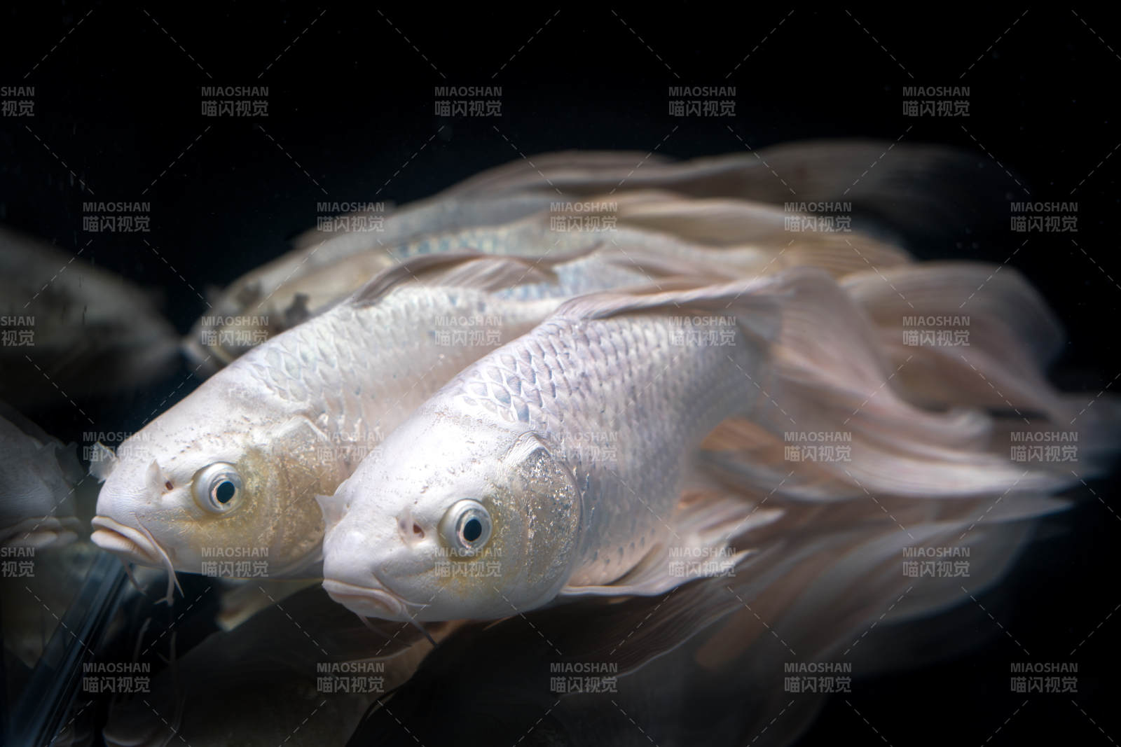 蝴蝶鲤银白鳞片与浅色蝴蝶鲤尾鳍双鱼共游图片