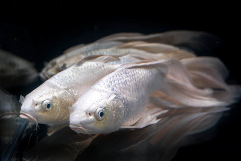 蝴蝶鲤银白鳞片与浅色蝴蝶鲤尾鳍双鱼共游图片