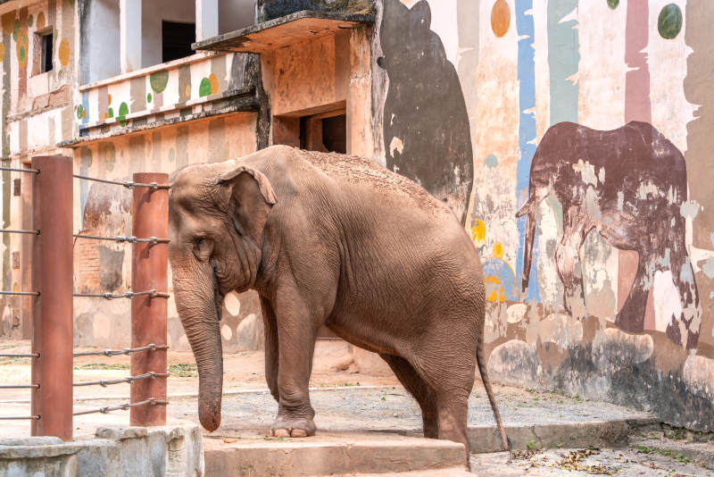 广州动物园亚洲象曼玲大象在壁画前图片