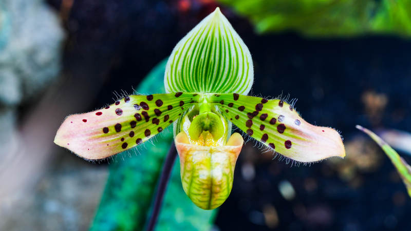 斑点兜兰绽放图片