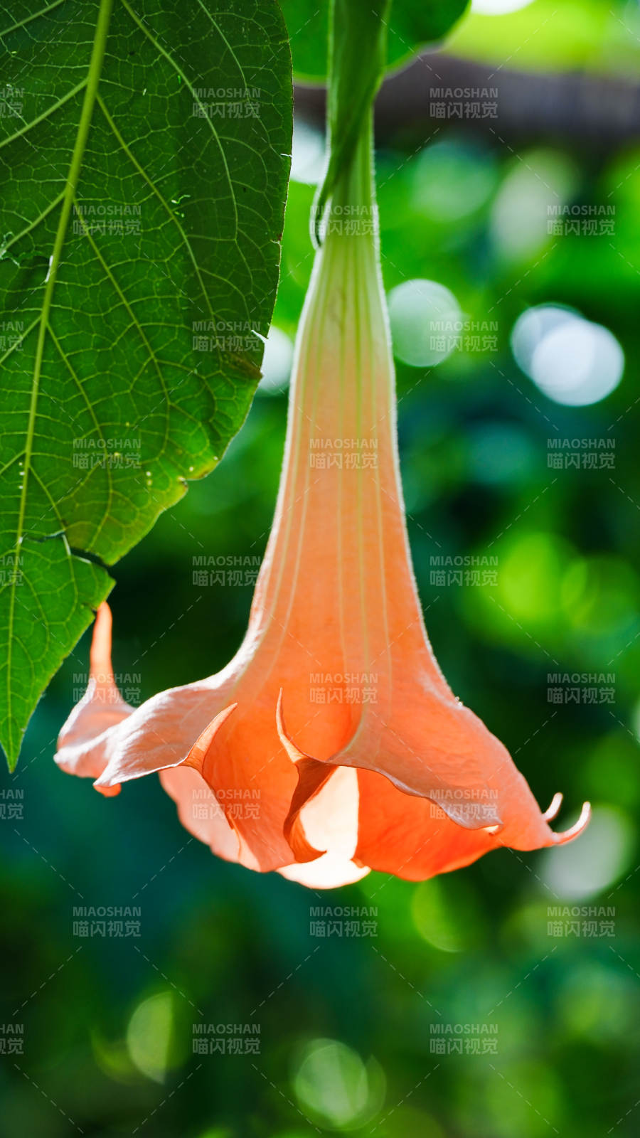 橙色喇叭花垂挂图片