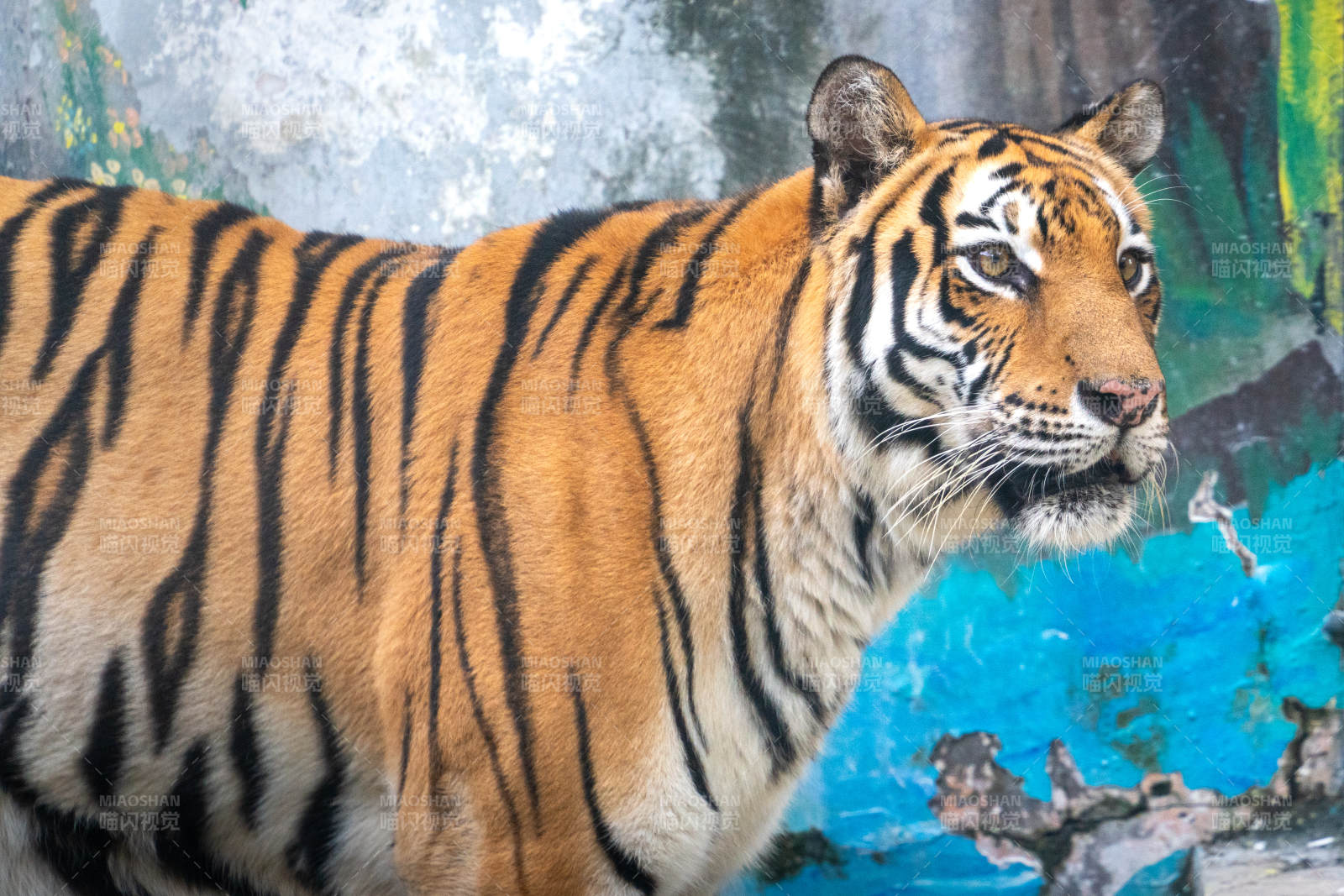广州动物园老虎特写肖像威猛老虎侧影图片