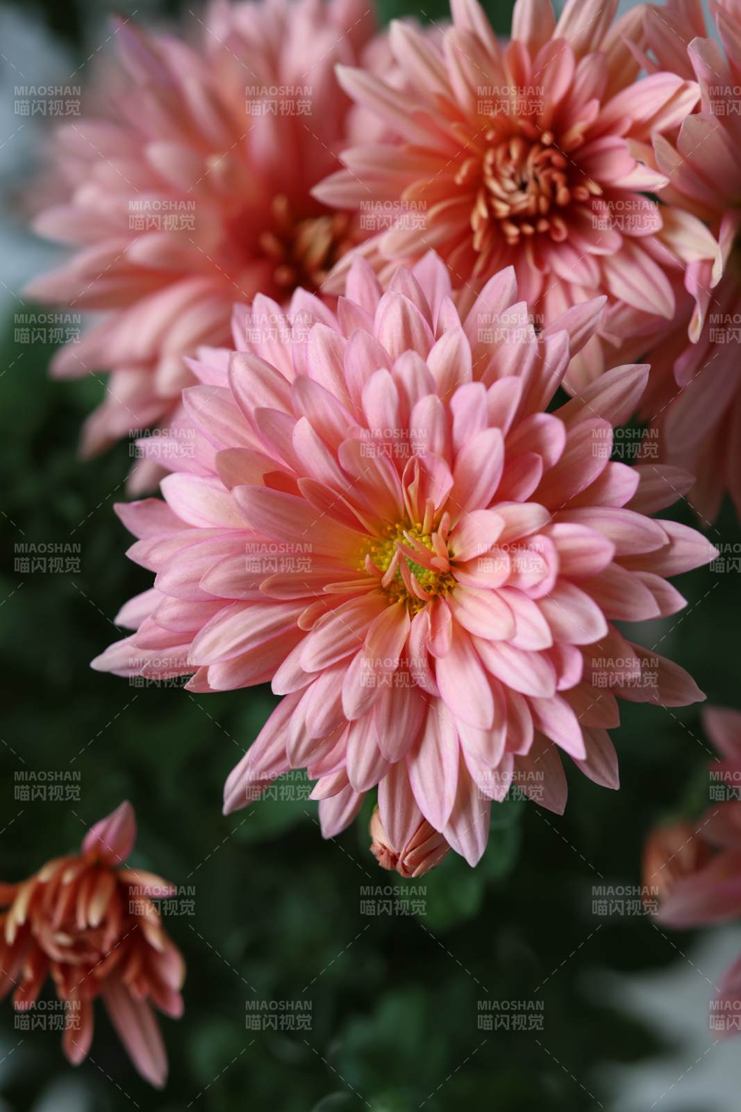 三文鱼菊花绽放图片