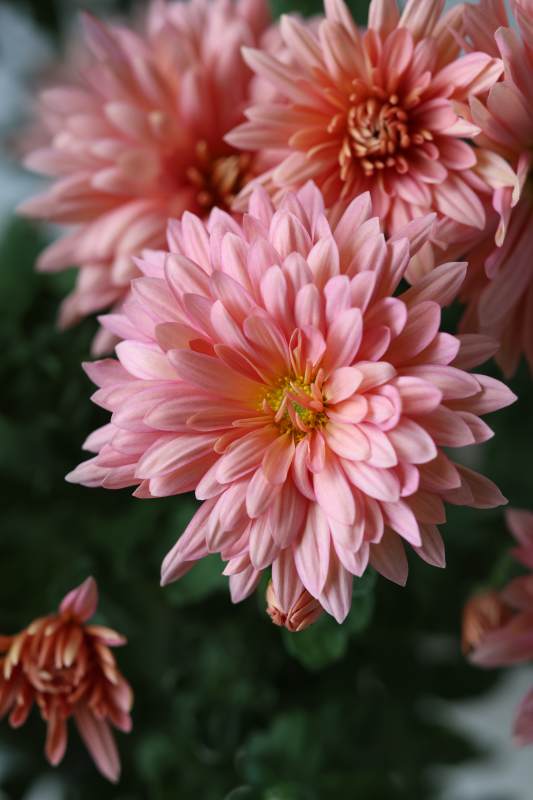 三文鱼菊花绽放图片