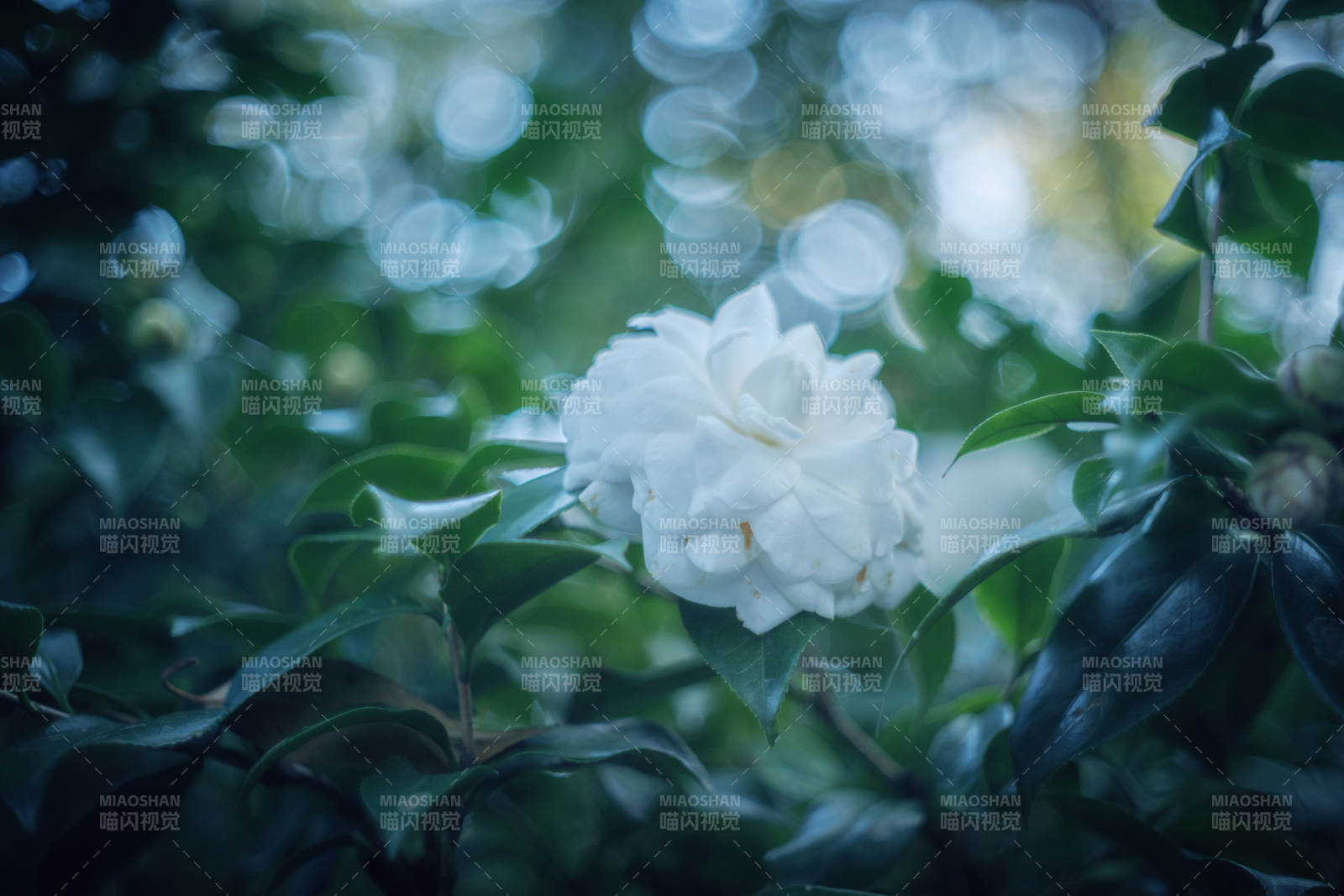 白花绿叶静谧景图片