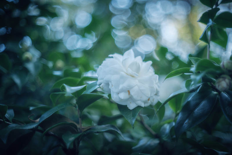 白花绿叶静谧景图片