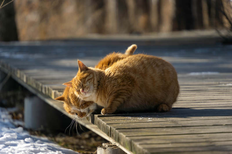 橙猫晒太阳图片