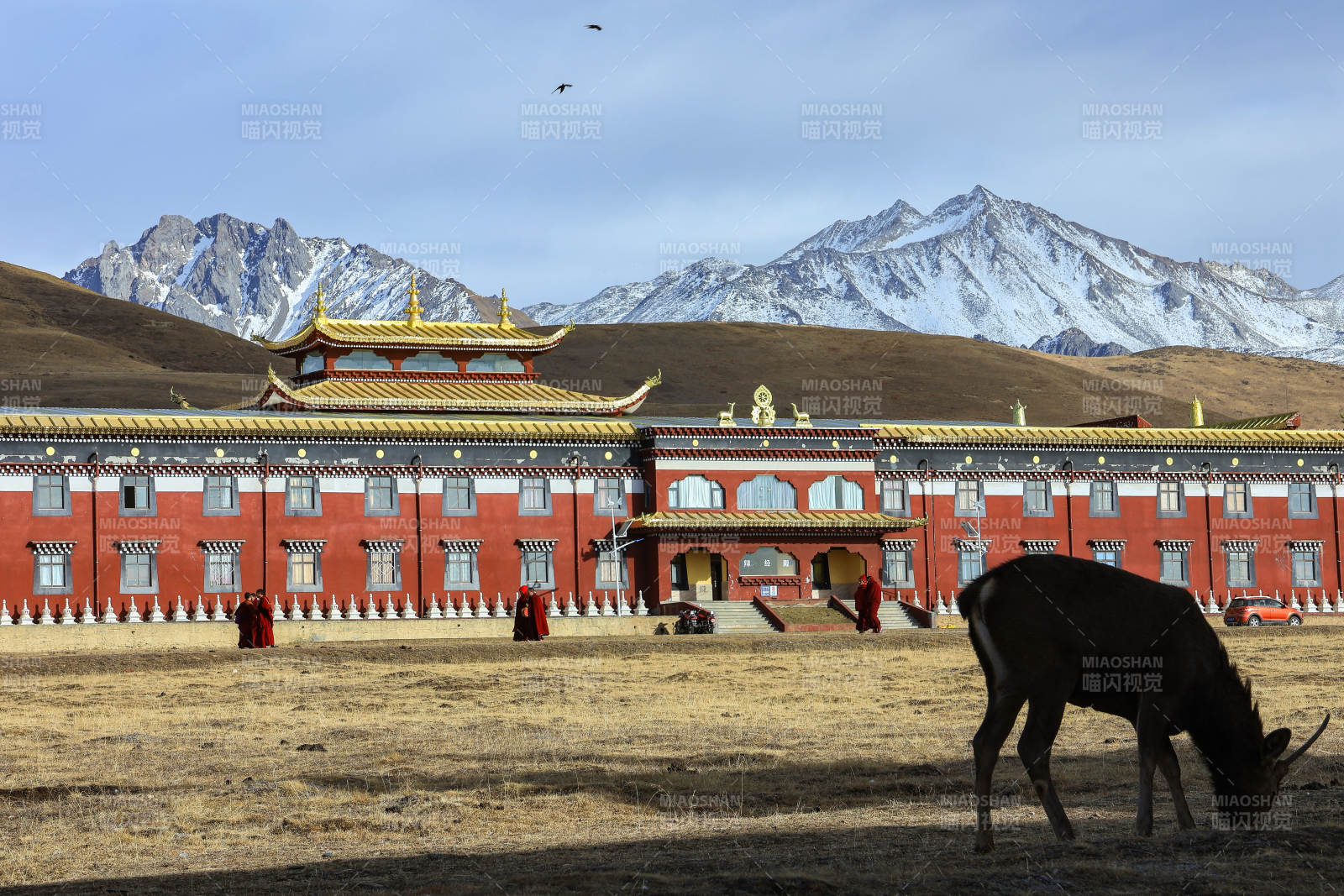 雪山下的木雅寺庙与鹿图片