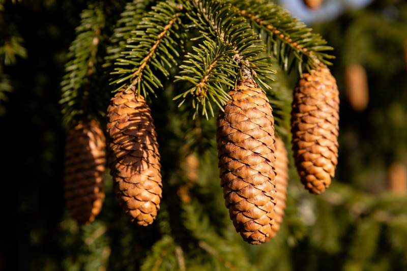 松树松果特写阳光照射图片