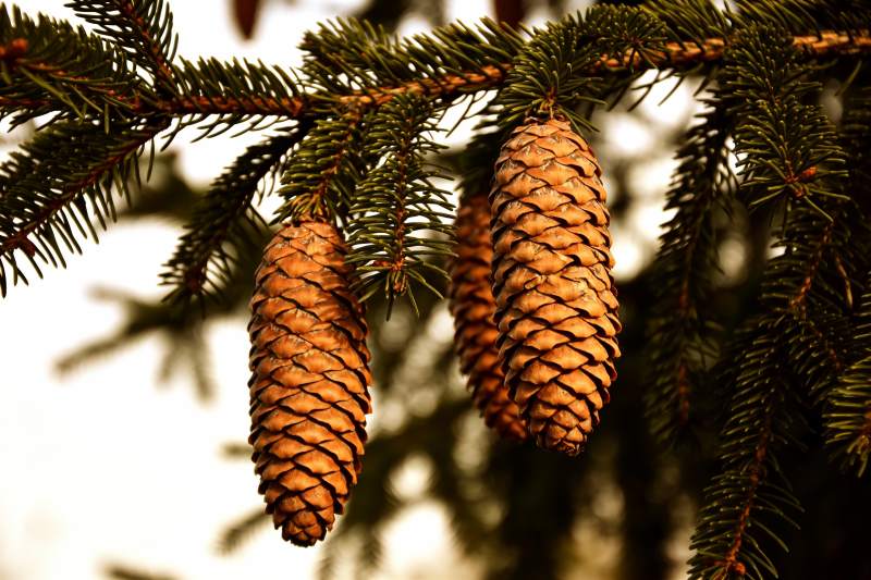 松树松果特写画面图片
