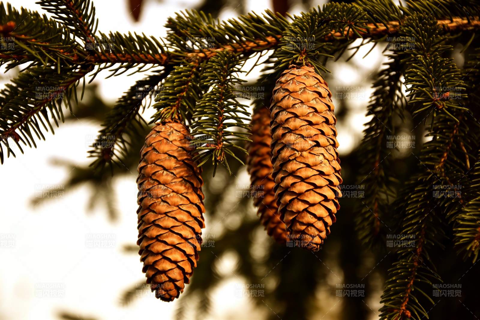 松树松果特写画面图片