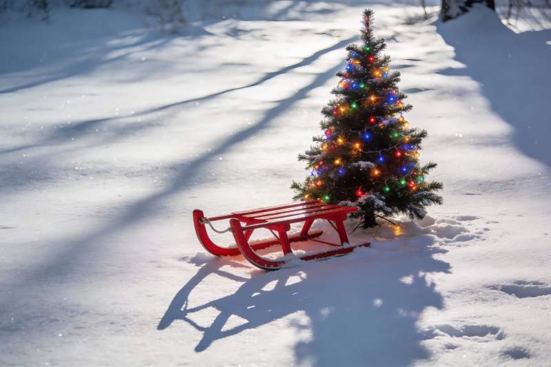 雪地圣诞树与红色雪橇图片