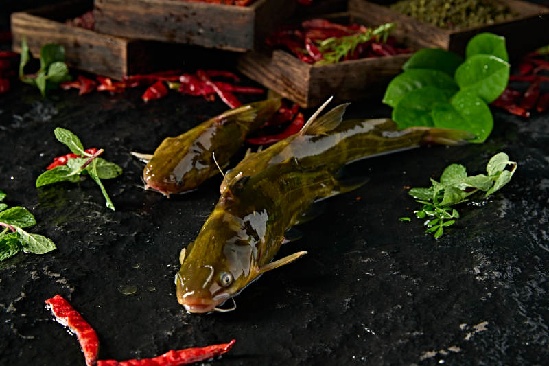 淡水河鲜黄辣丁鱼图片