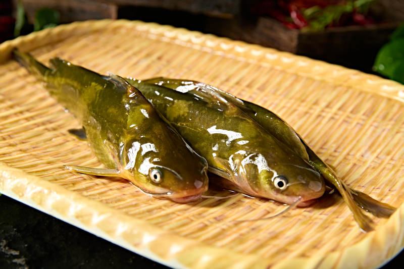 淡水河鲜黄辣丁鱼图片