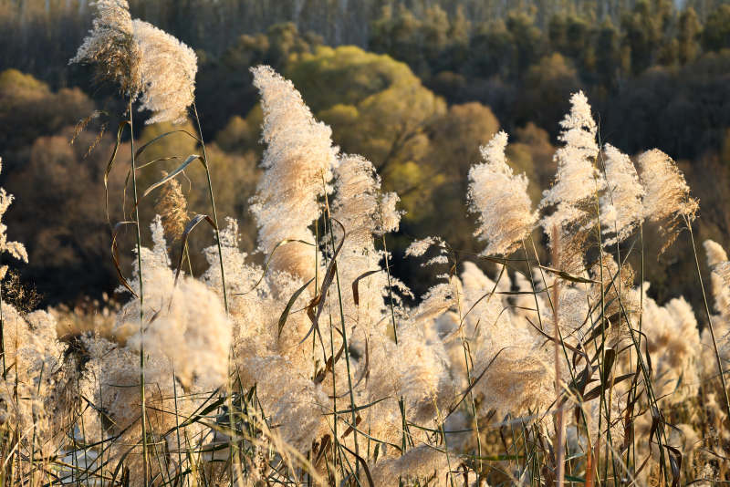 夕阳下随风飘动的枯黄芦苇草图片
