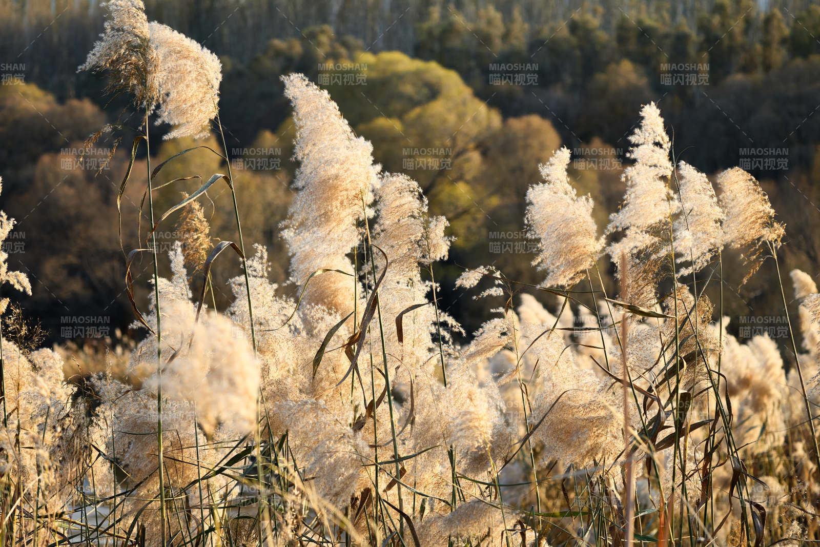 夕阳下随风飘动的枯黄芦苇草图片