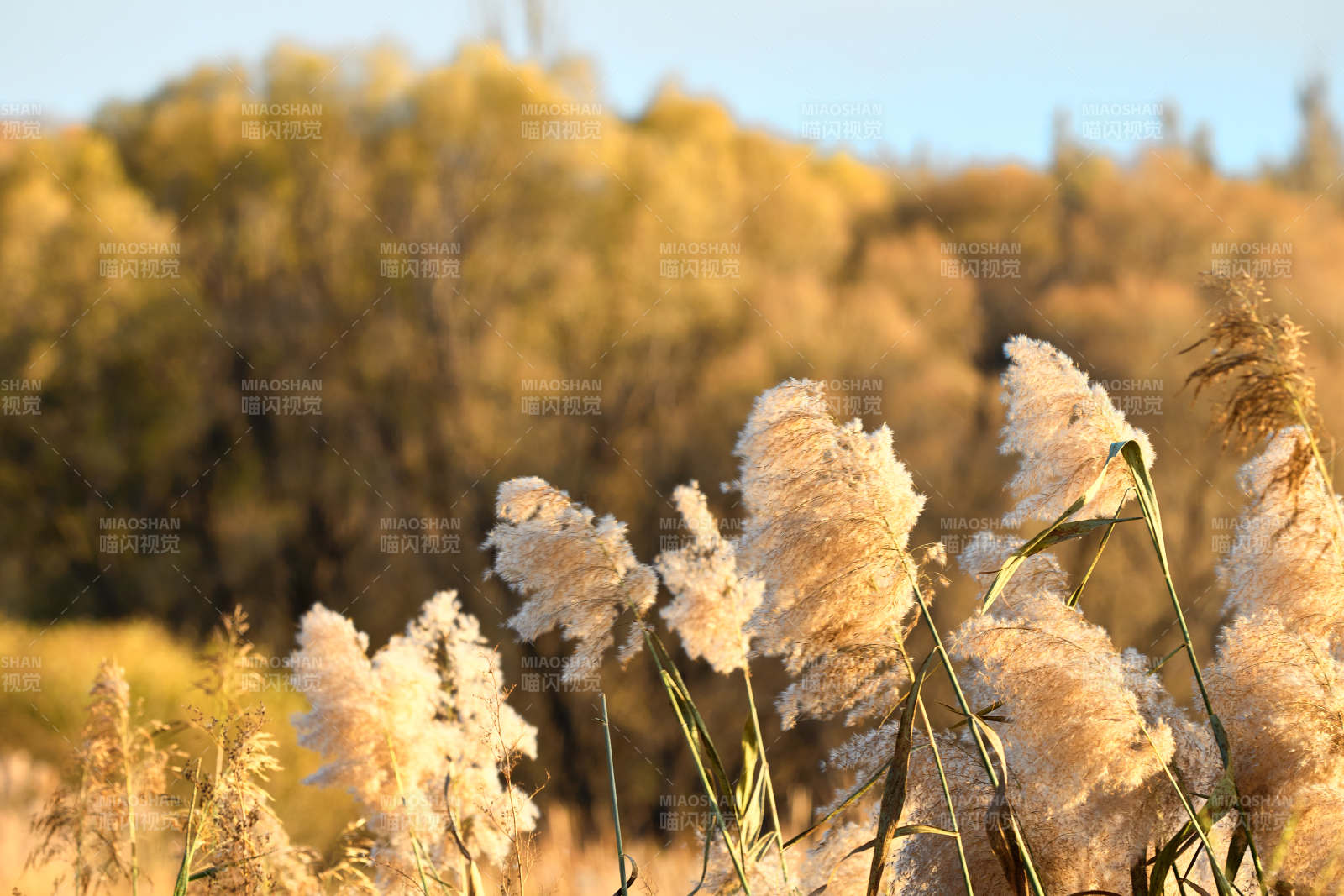 夕阳下随风飘动的枯黄芦苇草图片