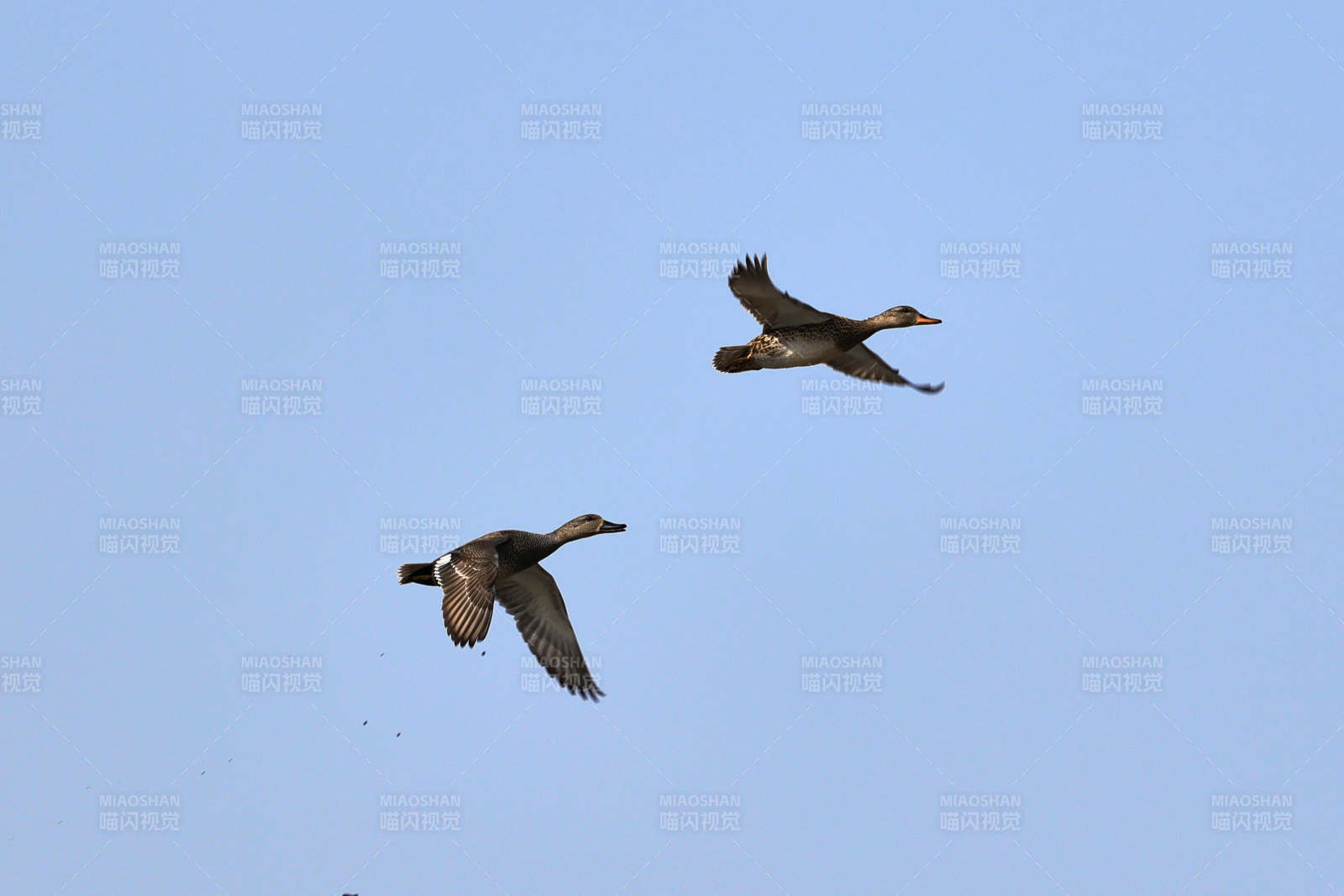 天空飞行的鸭科麻鸭属野生鸟类图片