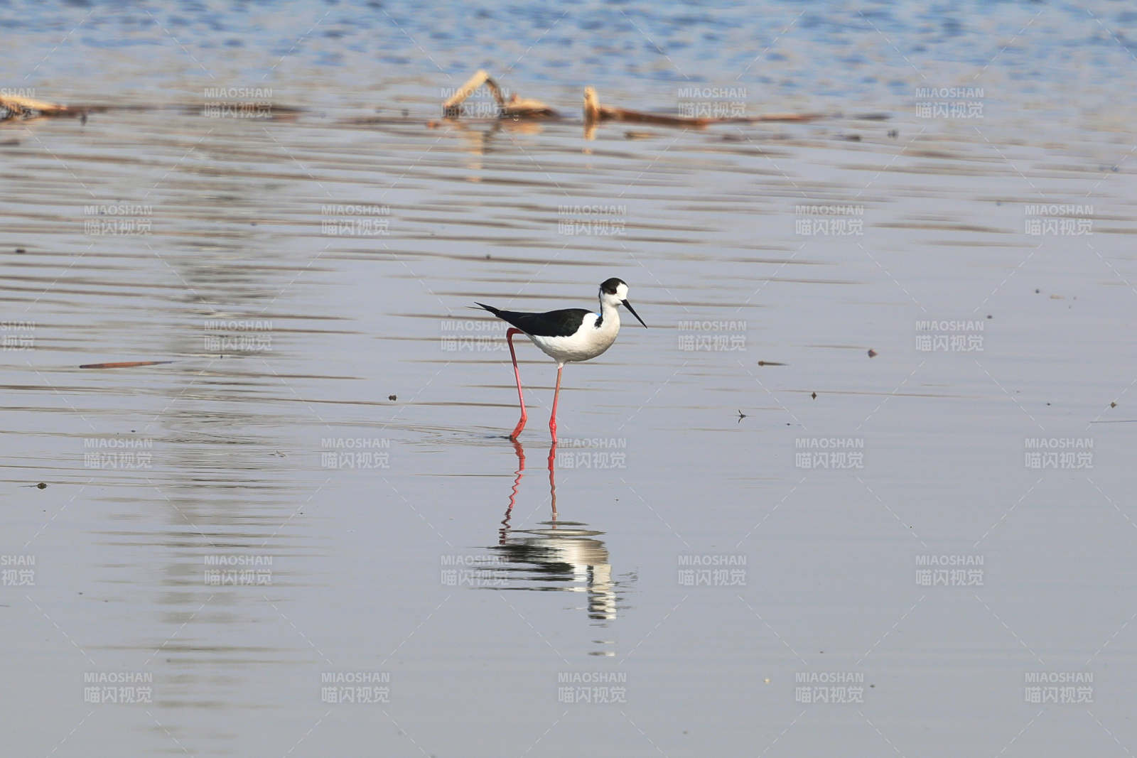 黑翅长脚鹬鸟在湿地中栖息觅食图片