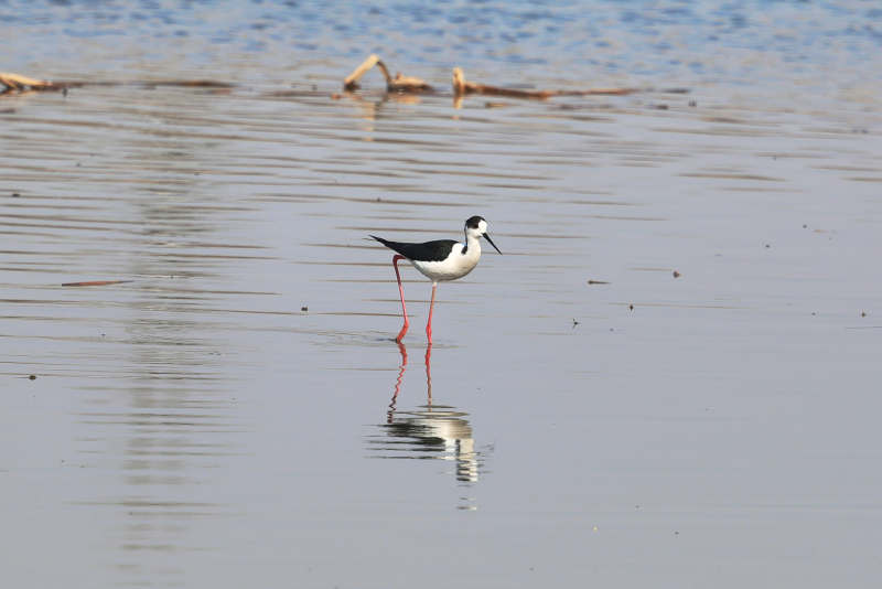 黑翅长脚鹬鸟在湿地中栖息觅食图片
