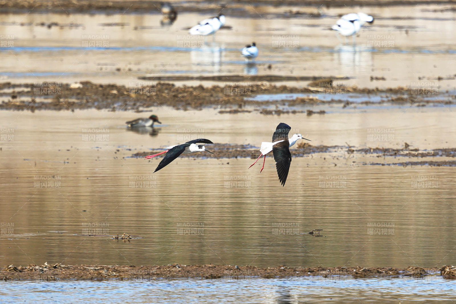 黑翅长脚鹬鸟在湿地中栖息觅食图片
