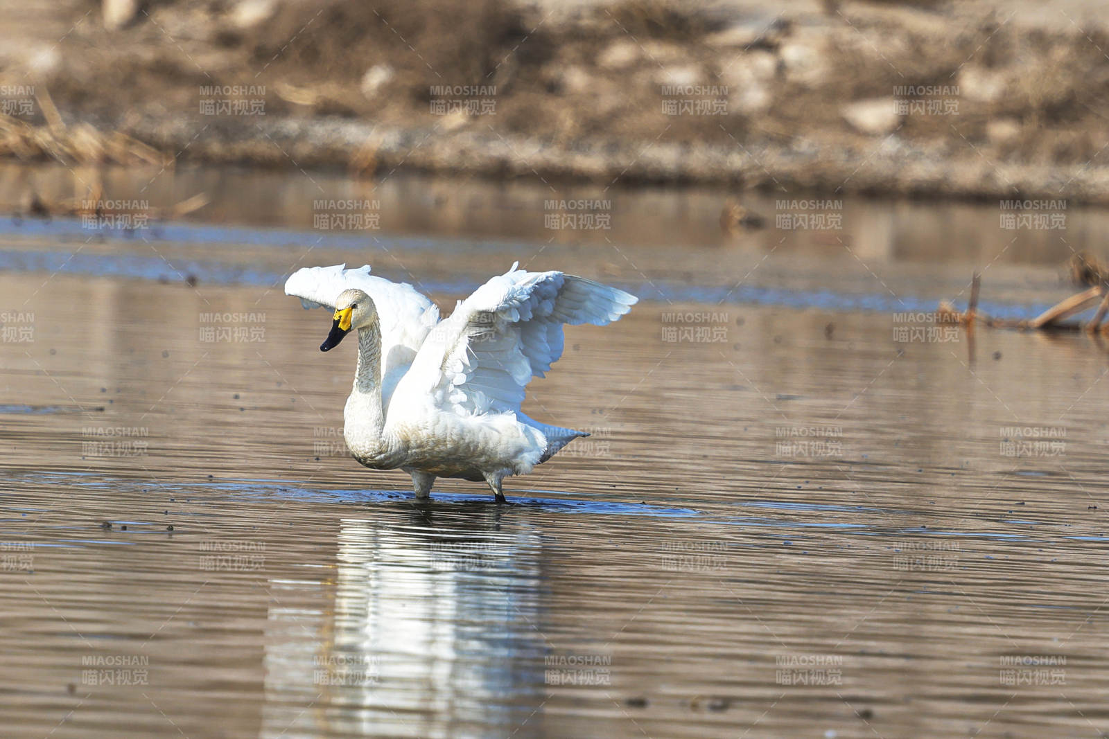 春季湖面栖息的野生天鹅图片