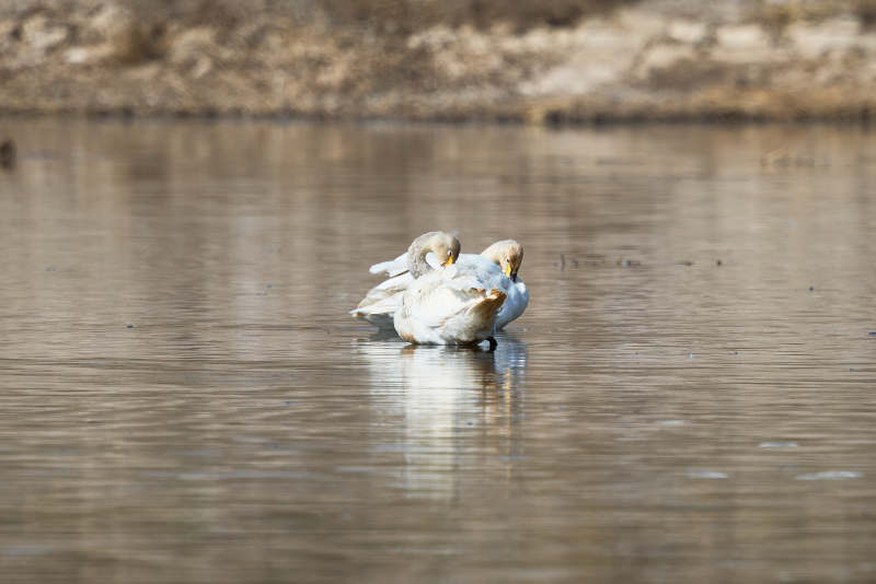 春季湖面栖息的野生天鹅图片