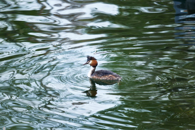 春季水中游动的凤头鸊鷉图片
