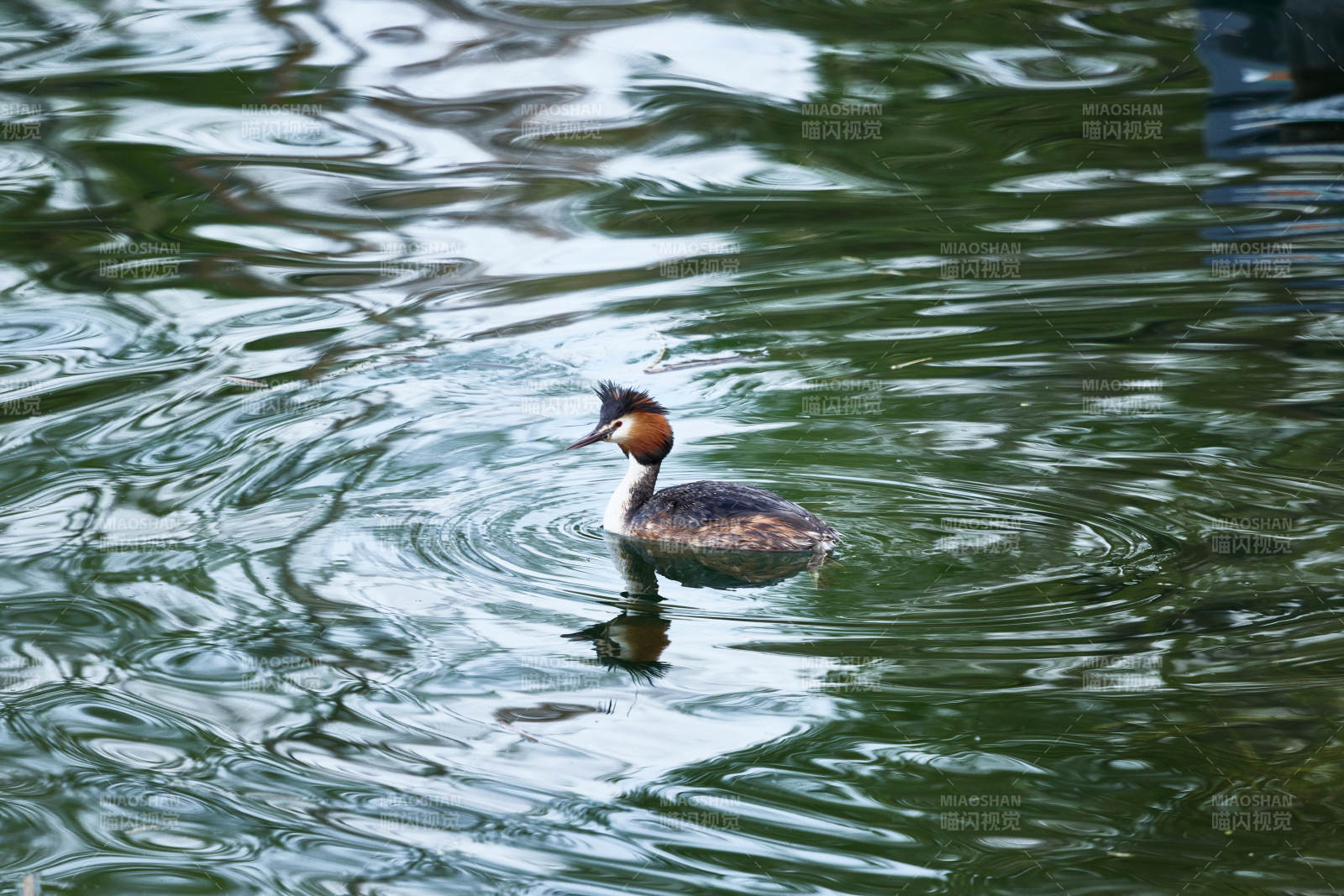 春季水中游动的凤头鸊鷉图片