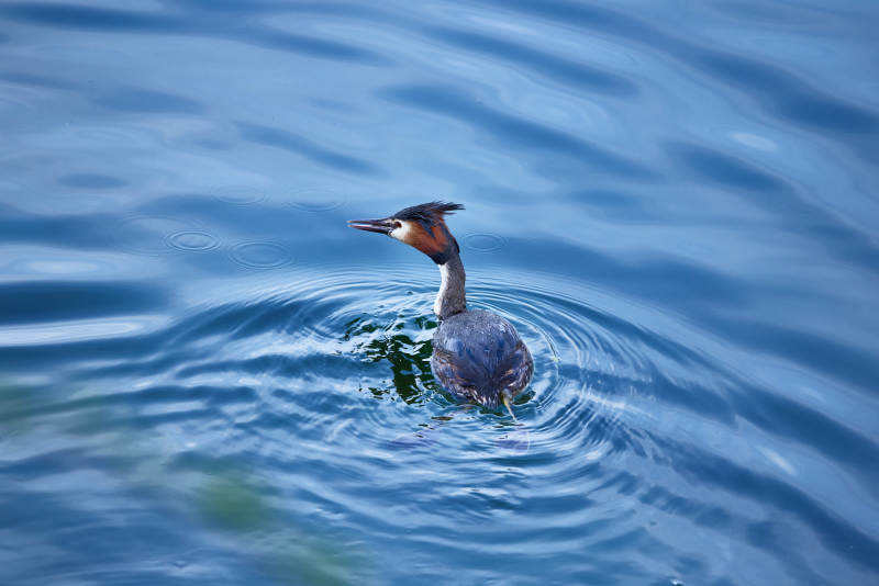 春季水中游动的凤头鸊鷉图片