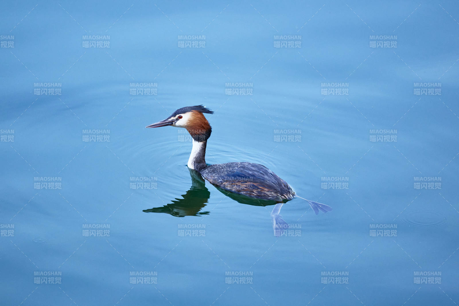 春季水中游动的凤头鸊鷉图片