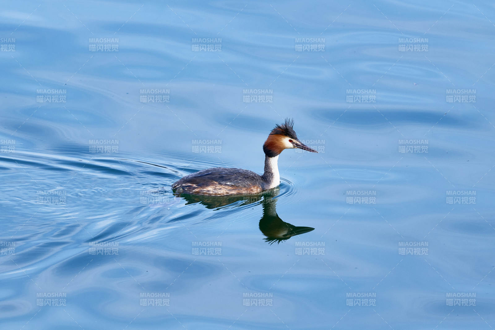 春季水中游动的凤头鸊鷉图片