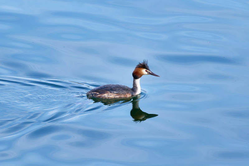 春季水中游动的凤头鸊鷉图片