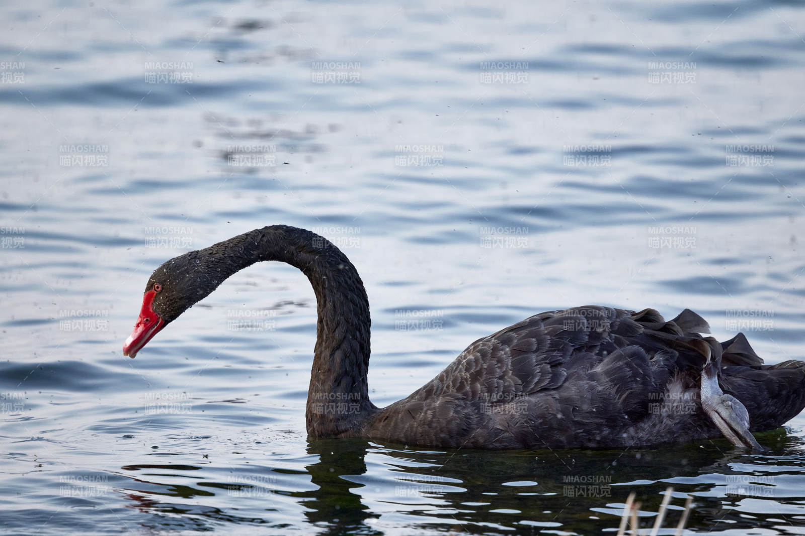 野外湖泊中美丽的黑天鹅图片