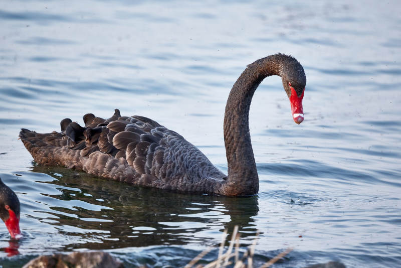 野外湖泊中美丽的黑天鹅图片