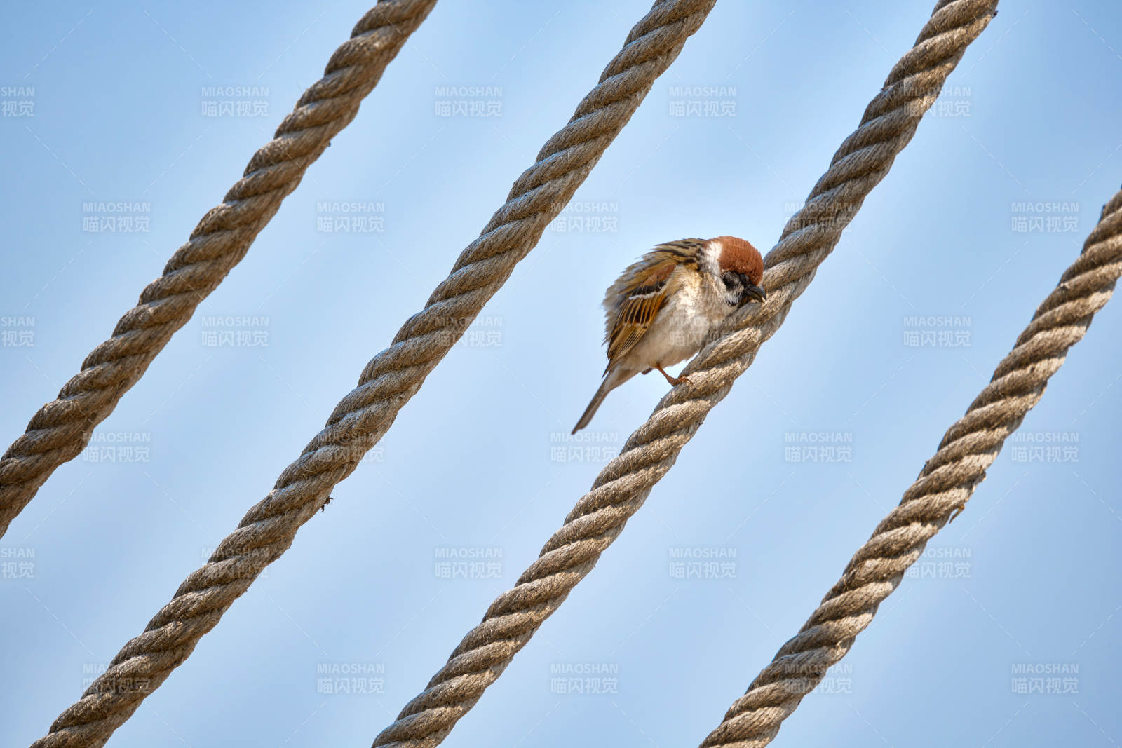 户外自然野生鸟类麻雀特写图片