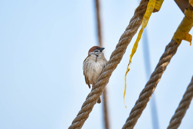 户外自然野生鸟类麻雀特写图片