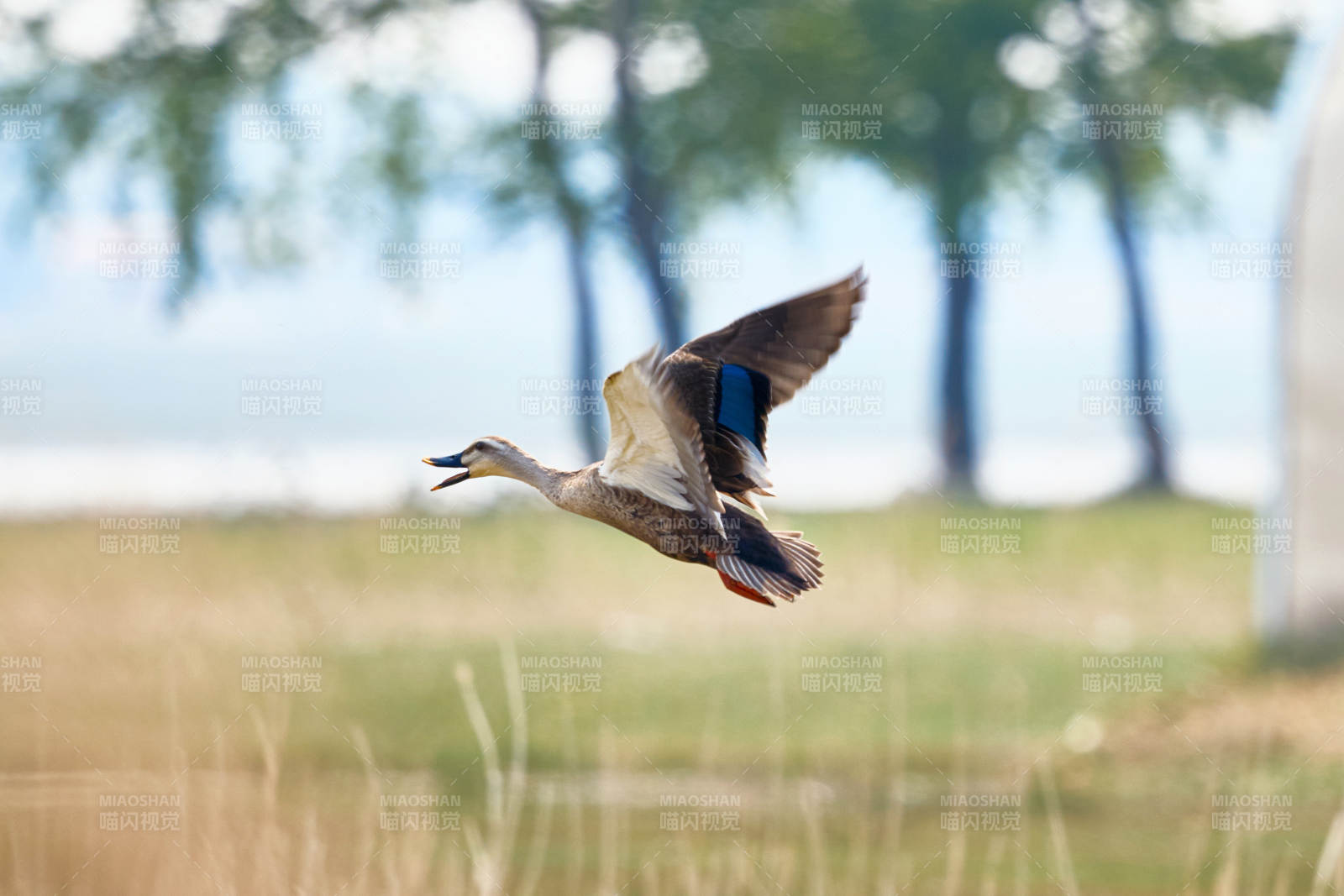鸭科麻鸭属野生鸟类图片