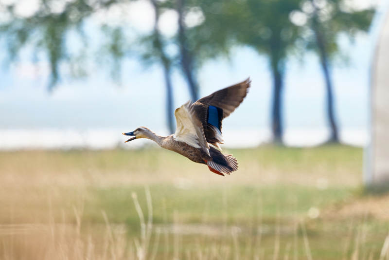 鸭科麻鸭属野生鸟类图片