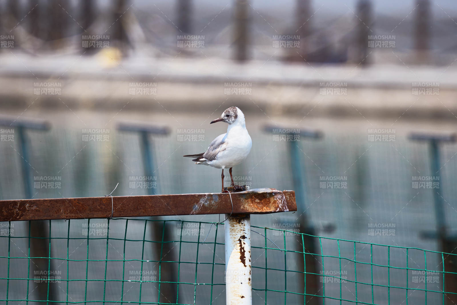 停留在湖畔的野生鸟类棕头鸥图片
