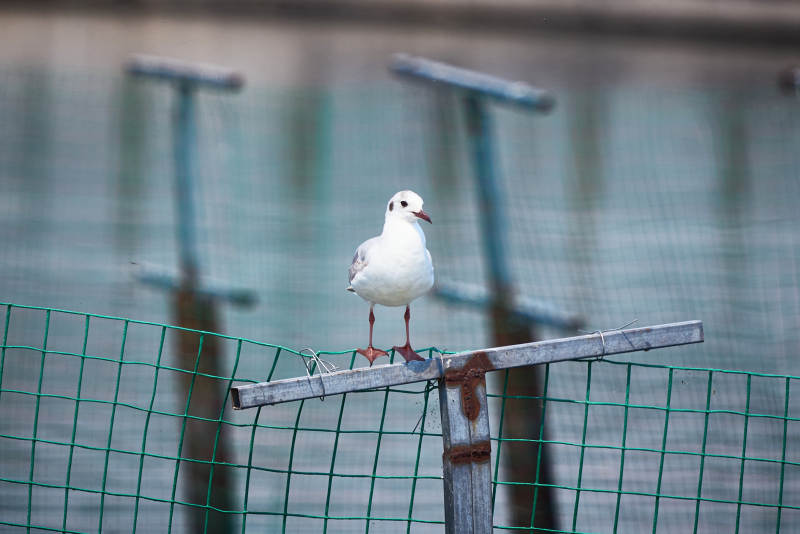 停留在湖畔的野生鸟类棕头鸥图片