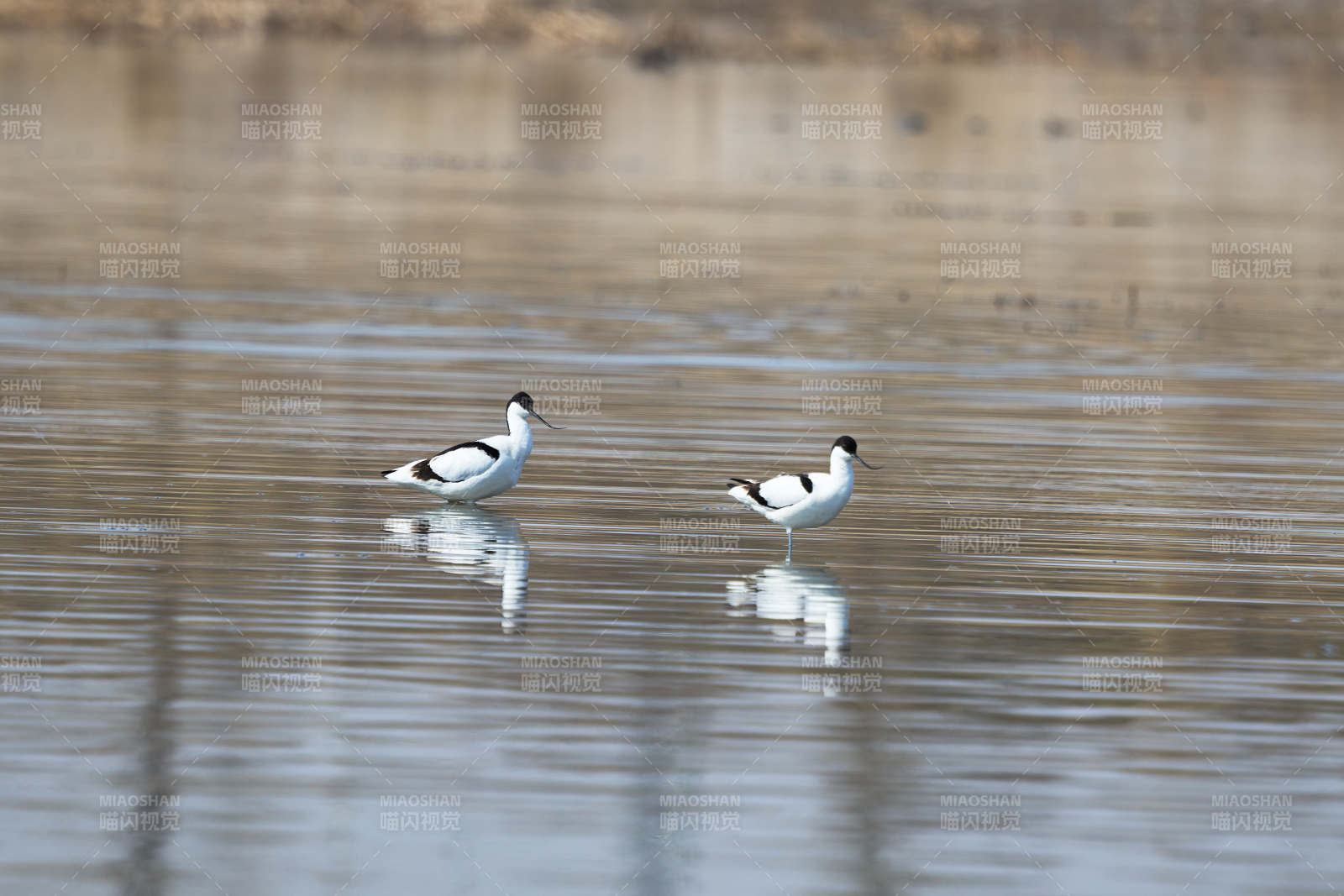 春季湖泊湿地中的反嘴鹬图片