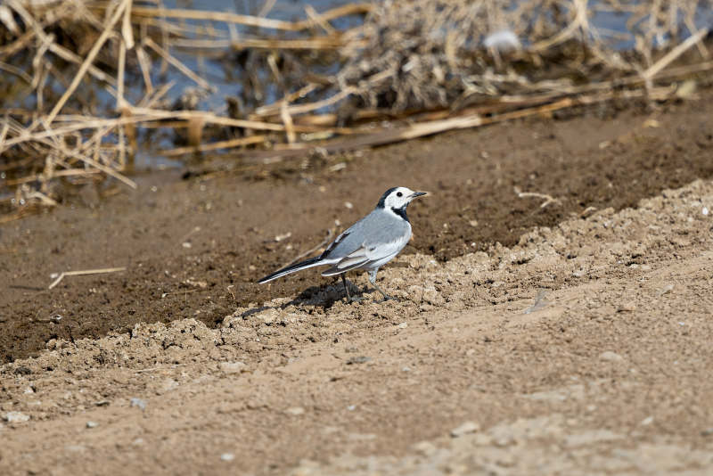 春季河畔觅食的野生鸟类白鹡鸰图片