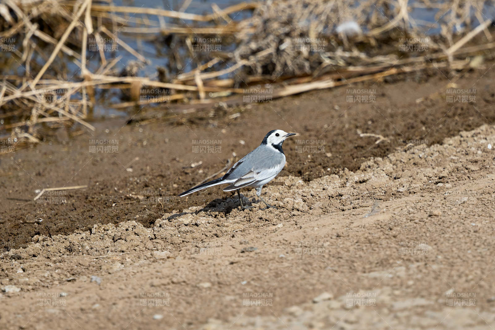 春季河畔觅食的野生鸟类白鹡鸰图片