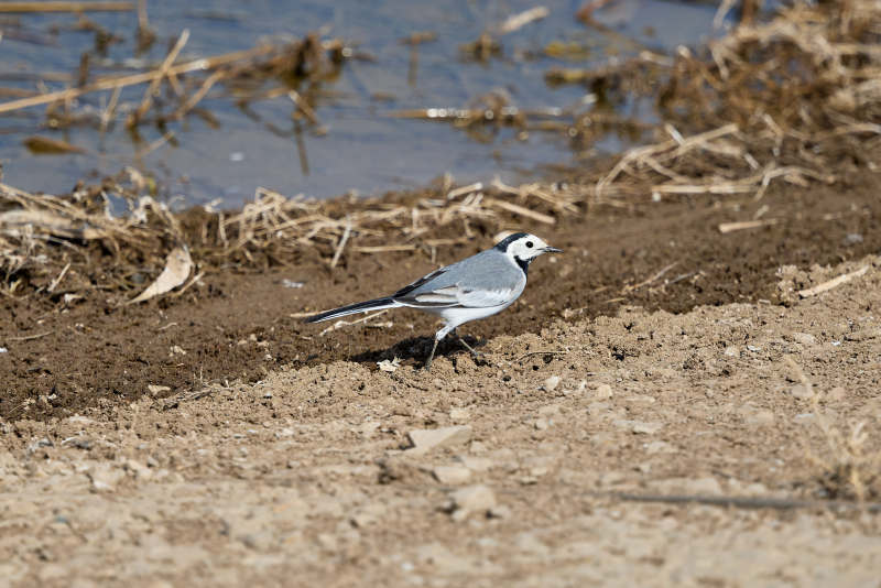春季河畔觅食的野生鸟类白鹡鸰图片