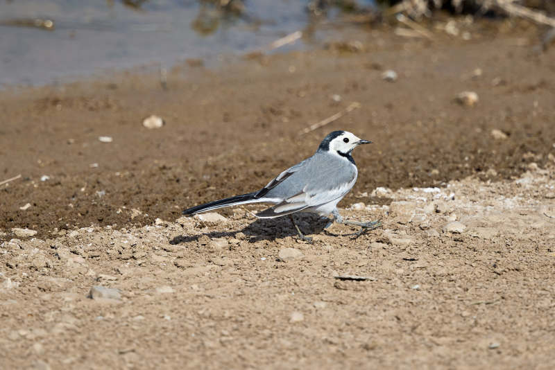 春季河畔觅食的野生鸟类白鹡鸰图片