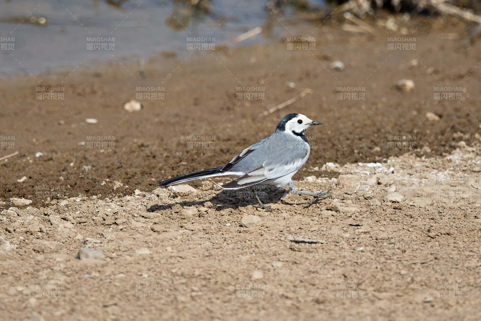 春季河畔觅食的野生鸟类白鹡鸰图片