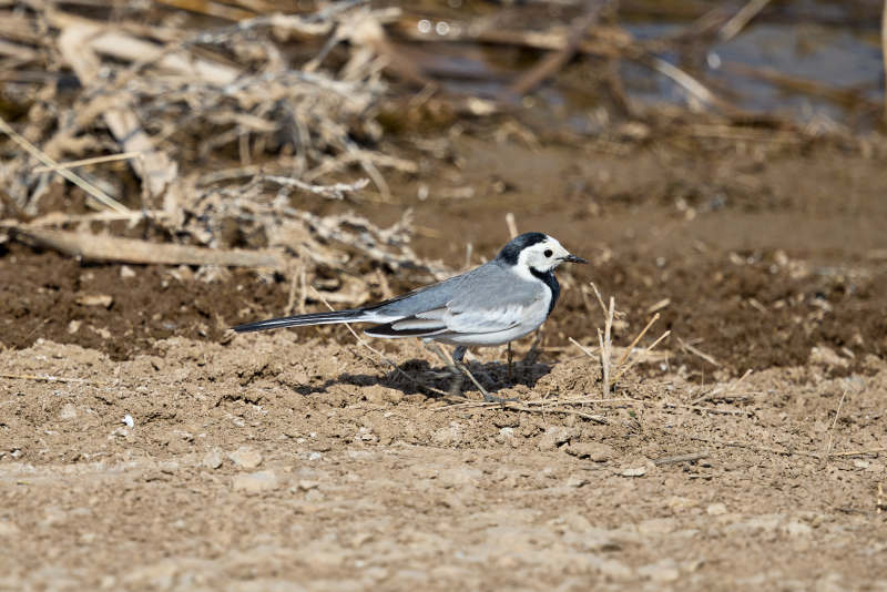 春季河畔觅食的野生鸟类白鹡鸰图片