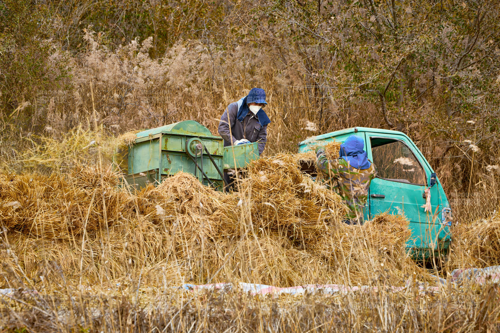 秋天农民给丰收的稻谷做机械脱壳图片