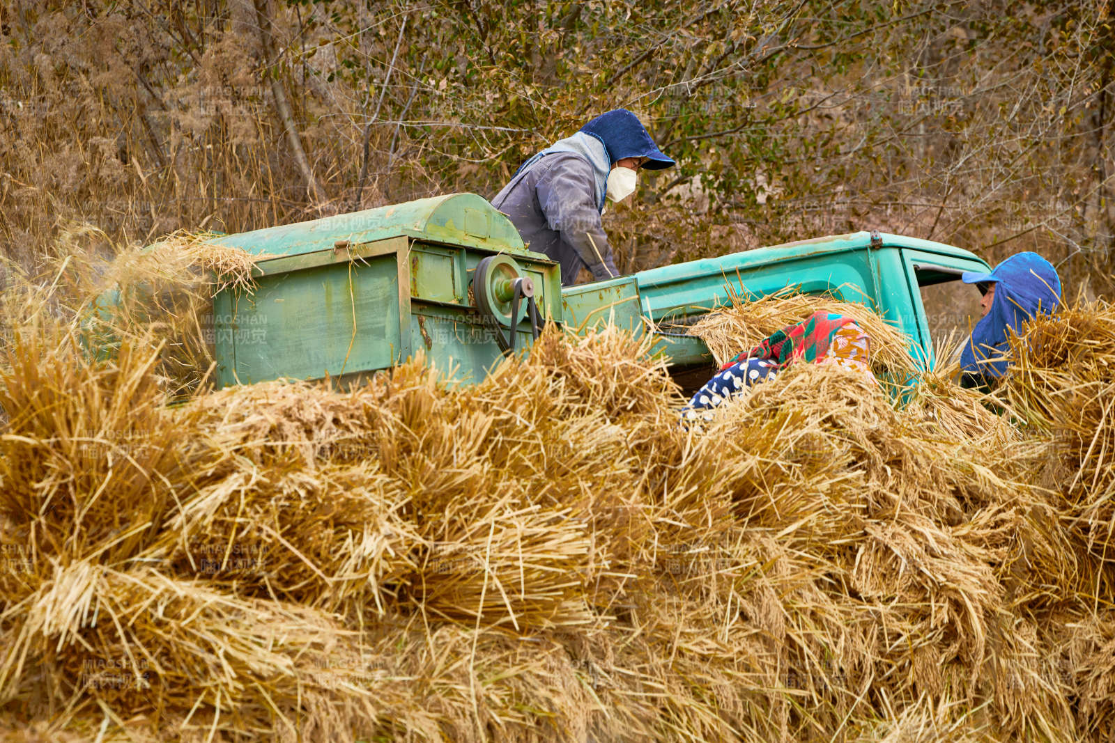 秋天农民给丰收的稻谷做机械脱壳图片
